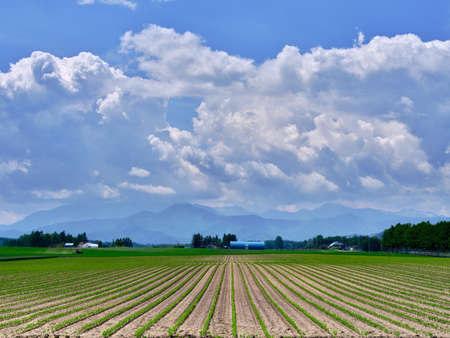 blue sky and green fieldの写真素材