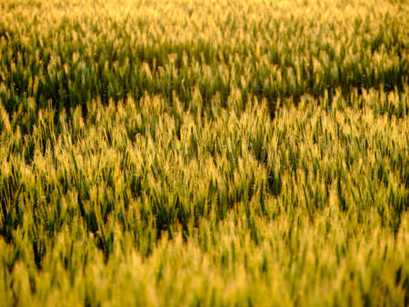 wheat field in summer hokkaidoの写真素材