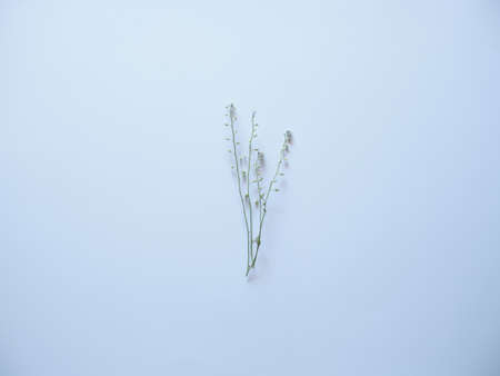 white backgrounf and green plantの写真素材