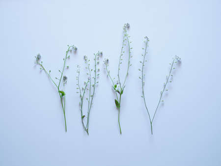 white backgrounf and green plantの写真素材