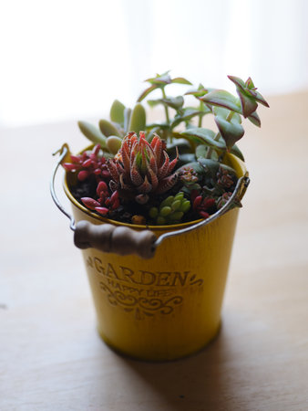 cactus and succulents on tableの写真素材