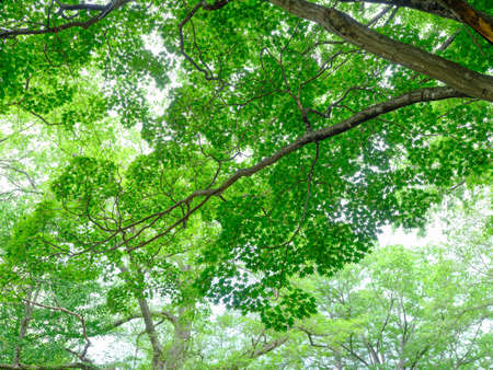green forest in summer hokkaidoの写真素材
