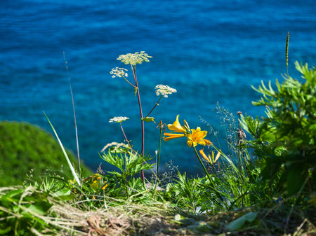 cape kamui in summer hokkaidoの写真素材