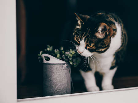 one cat near the window