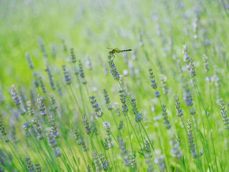 labender and dragonfly in hokkaidoの写真素材