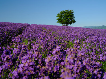 labender field in summer hokkaidoの写真素材