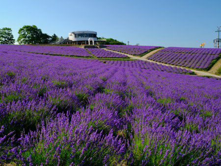labender field in summer hokkaidoの写真素材