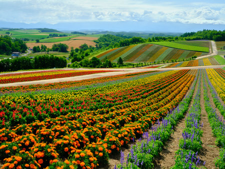 flower garden in summer hokkaidoの写真素材