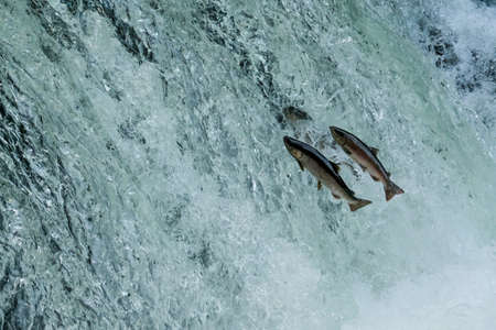 Fish running up the waterfallの写真素材