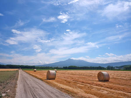 wheat field and mountain in hokkaidoの写真素材