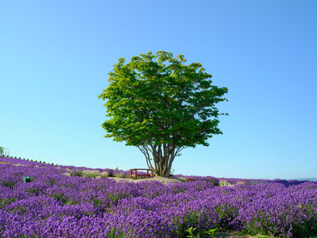 labender field in summer hokkaidoの写真素材