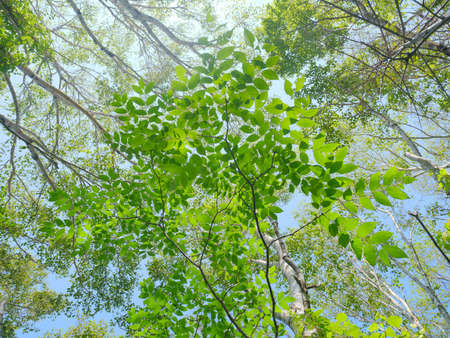 betula forest in rebun island
