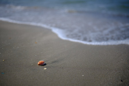 shellfish and wave in summer