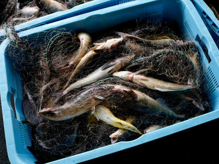 Atka mackerel in the fishing industryの写真素材