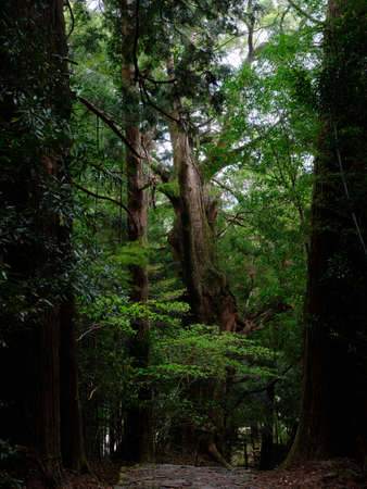 kumano kodo in wakayama japanの写真素材