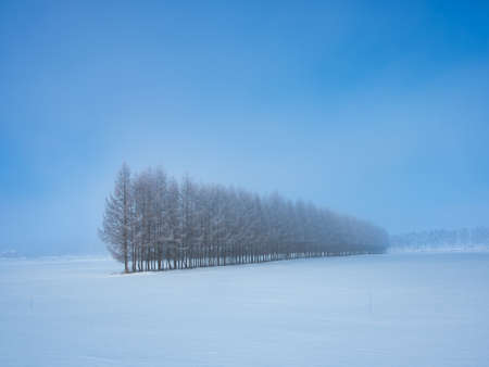 cold mist in winter hokkadioの写真素材