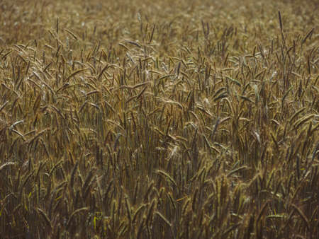 wheat field in summer hokkaidoの写真素材