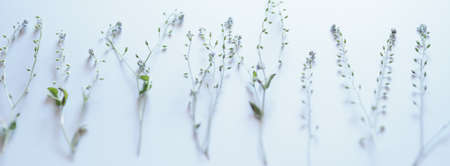 white background with summer flowerの写真素材