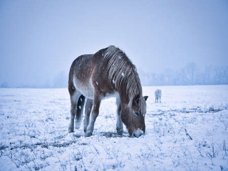horse in winter forest hokkaidoの写真素材