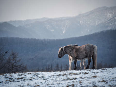 horse in winter forest hokkaidoの写真素材