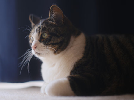 one cat near the windowの写真素材