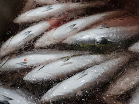 freeze yellowtail in japan marketの写真素材