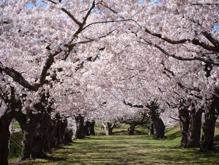 someiyoshino cherry blossoms in japanの写真素材