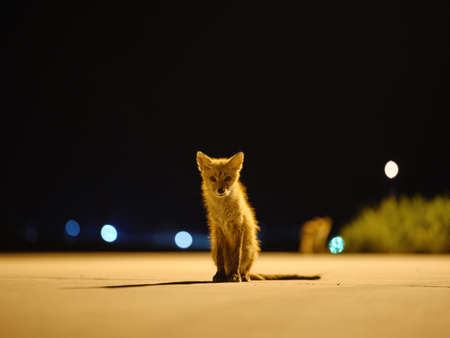 one fox in night hokkaido