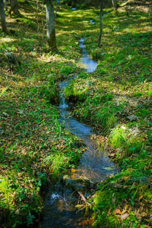 small river in green forest