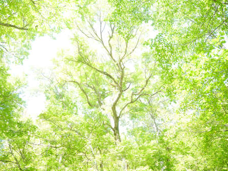 green forest in summer hokkaido