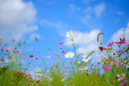 cosmos in summer hokkaido japanの写真素材