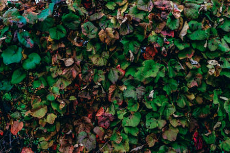 grape leaves in autumn hokkaidoの写真素材