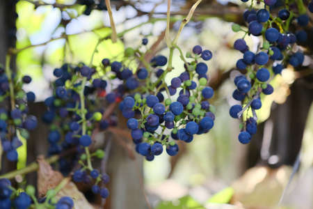 vineyard in ikeda hokkaido autumnの写真素材