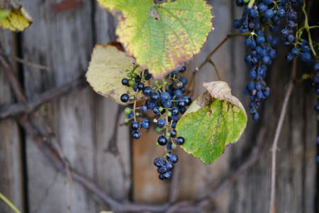 vineyard in ikeda hokkaido autumnの写真素材