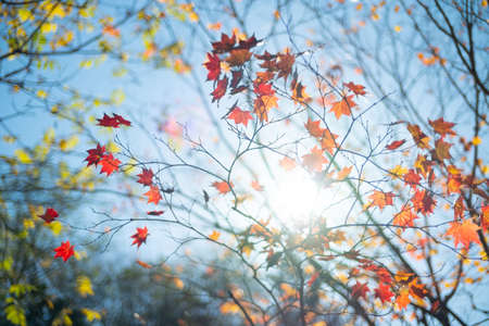 autumn leaves and blue skyの写真素材
