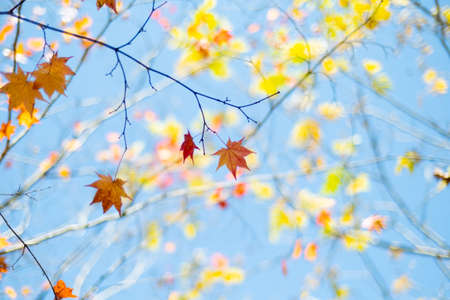 autumn leaves and blue sky