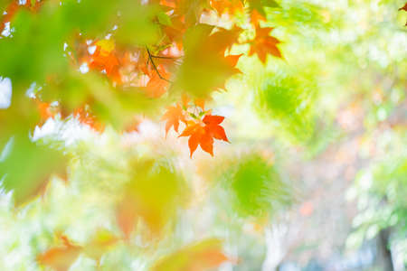 autumn leaves in hokkaido japan