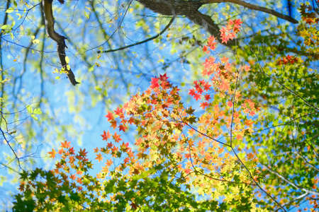 autumn leaves in hokkaido japan