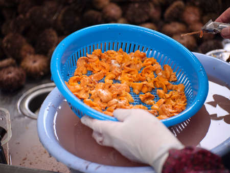 Hokkaido sea urchin that looks deliciousの写真素材