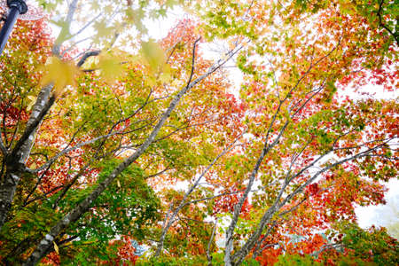 colorful autumn leaves in hokkaido