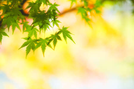 green autumn leaves in hokkaidoの写真素材