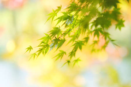 green autumn leaves in hokkaidoの写真素材