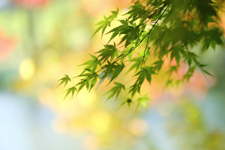green autumn leaves in hokkaidoの写真素材