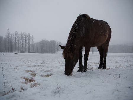 dosanko horse in winter pastureの写真素材