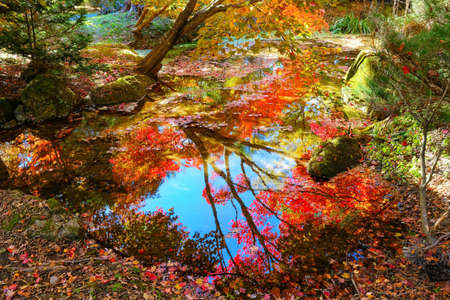 Autumn leaves reflected in the water