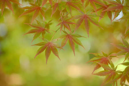 autumn leaves in hokkaido japan