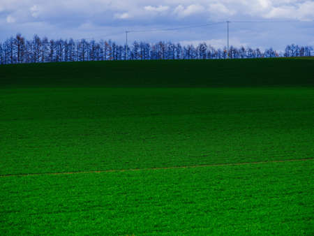 autumn wheat field in hokkaidoの写真素材