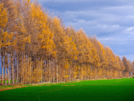 Pine windbreak and green fieldsの写真素材
