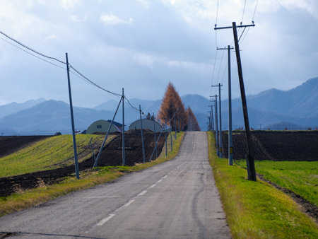 country straight road in autumn hokkaidoの写真素材