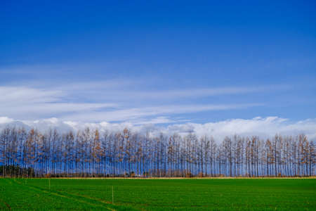 windproof forest and blue skyの写真素材